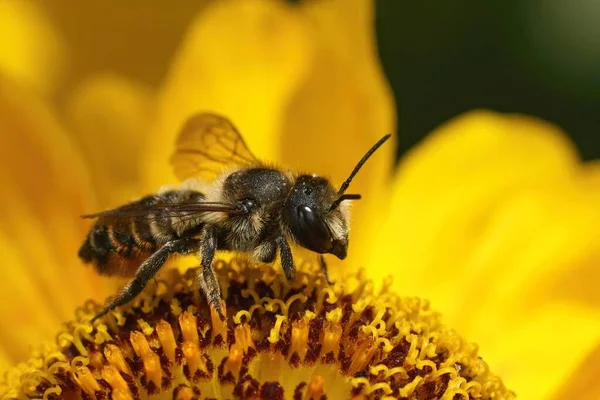 Zbliżenie Samicy Drzewa Rzeźbione Pszczoła Liściasta Megachile Ligniseca Siedzi Żółtym — Zdjęcie stockowe
