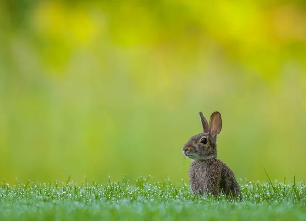 Closeup Baby Eastern Cottontail Sylvilagus Floridanus Grass — Stock Photo, Image