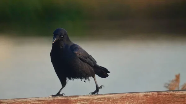 Ein Nahaufnahme Porträt Eines Schwarzen Vogels Auf Verschwommenem Hintergrund — Stockfoto