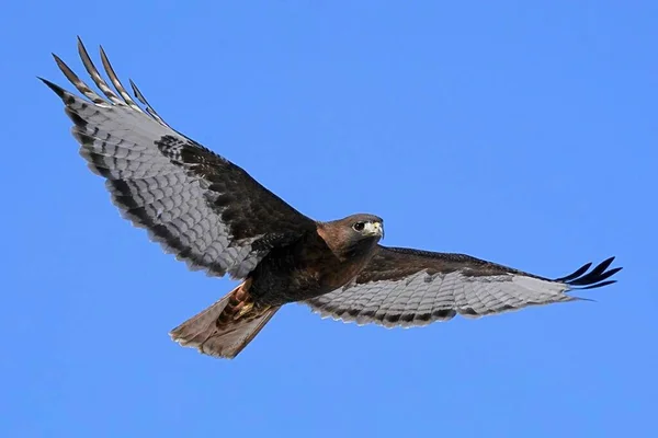 Ein Falke Fliegt Der Luft Und Genießt Den Wind Einem — Stockfoto