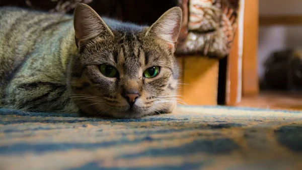 一只撒谎的猫的特写镜头 — 图库照片