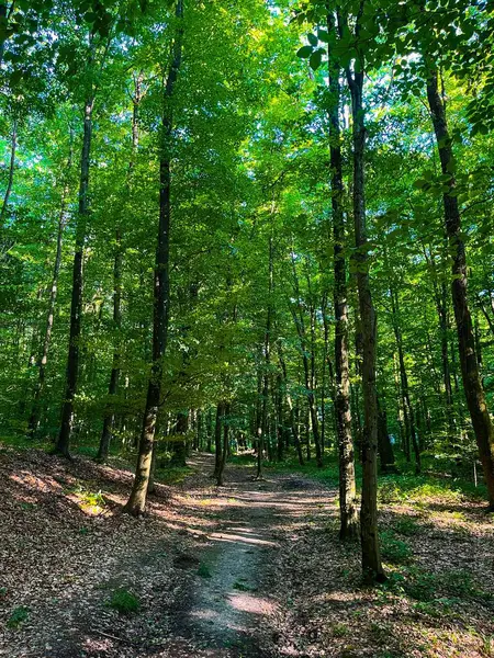 Las Chorwacji Zielone Liście Ścieżka Leśna — Zdjęcie stockowe