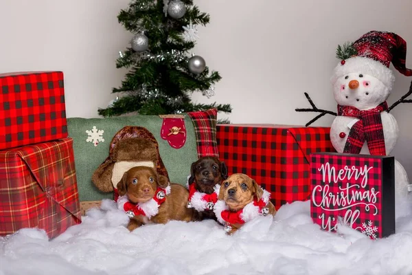 Adorable Studio Portraits Dachshund Puppies Dressed — Stock Photo, Image