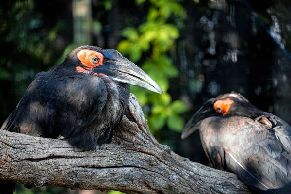 Kaffir Horned Ravens Closeup Exotic Birds African Raven Red Eyes — Stock Photo, Image