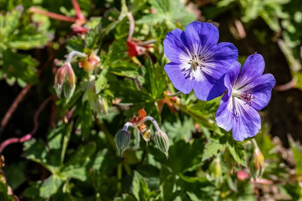 Primo Piano Fiore Viola Del Becco Della Gru Himalayana — Foto Stock