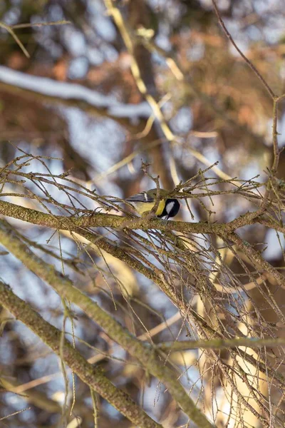 Great Tit Bird Perching Branch — Stockfoto