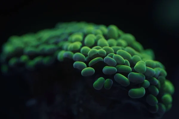 Замечательный Крупный План Euphyllia Paraancora Coral — стоковое фото