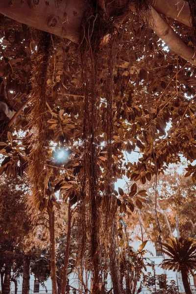 A long vine of a tree on a sunny day