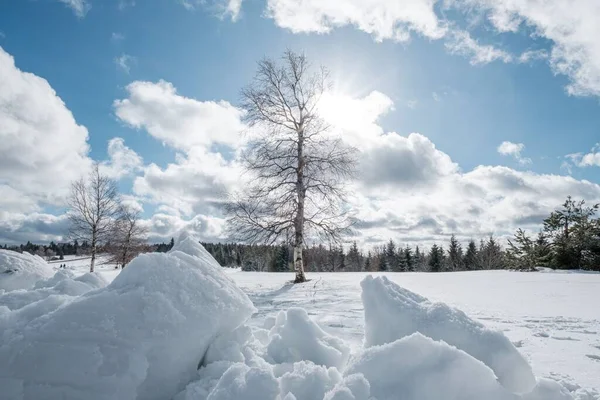 Eenzame Boom Midden Een Sneeuwveld Blauwe Lucht Met Wat Wolken — Stockfoto