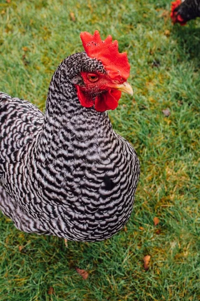 农场中的Barred Plymouth Rock鸡的肖像 — 图库照片