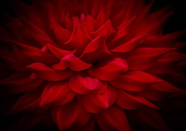Eine Nahaufnahme Von Blütenblättern Roter Dahlien Vor Schwarzem Hintergrund — Stockfoto