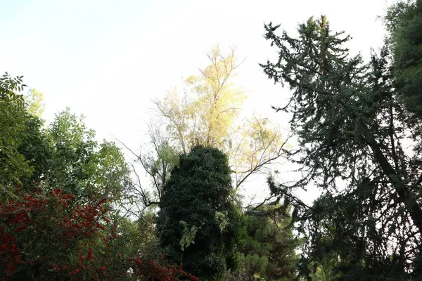 Крупный План Различных Деревьев Фоне Неба — стоковое фото