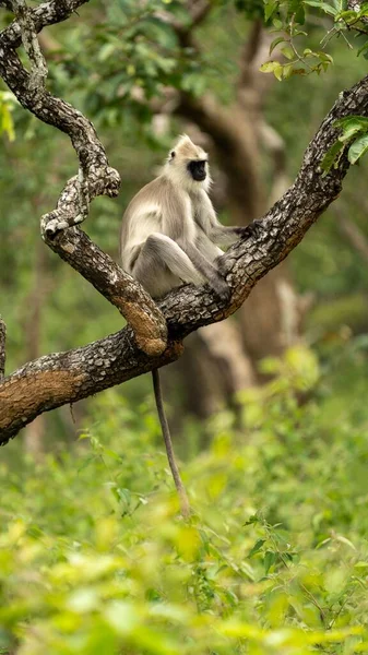 Een Grijze Langur Hanumân Langur Hanumân Aap Uit India — Stockfoto