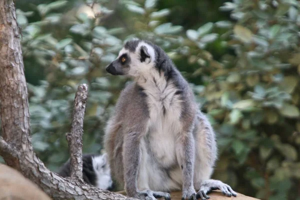 Ein Niedlicher Flauschiger Lemur Sitzt Auf Einem Hölzernen Ast Vor — Stockfoto
