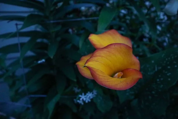 Крупный План Болотных Цветов Арума Calla Palustris — стоковое фото