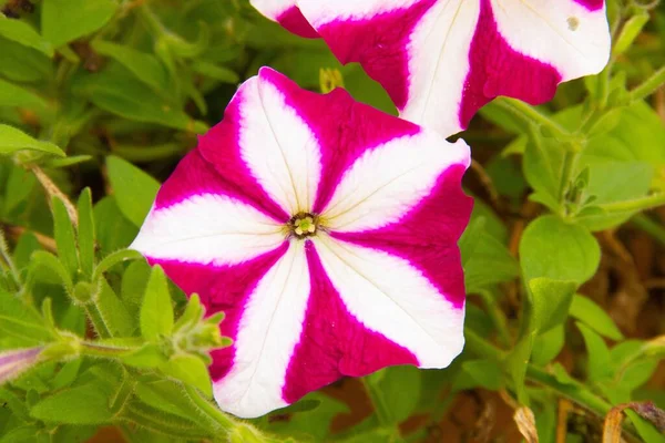 Zbliżenie Pięknej Petunii Niespodzianka Burgundowy Kwiat Gwiazdy Rośnie Ogrodzie — Zdjęcie stockowe