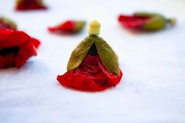 Primer Plano Flores Secas Amapola Sobre Una Superficie Blanca —  Fotos de Stock