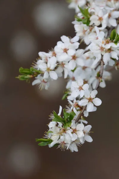Селективный Снимок Белых Цветущих Ветвей — стоковое фото