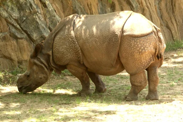 Rinoceronte Indiano Comendo Grama Zoológico Tempo Ensolarado — Fotografia de Stock