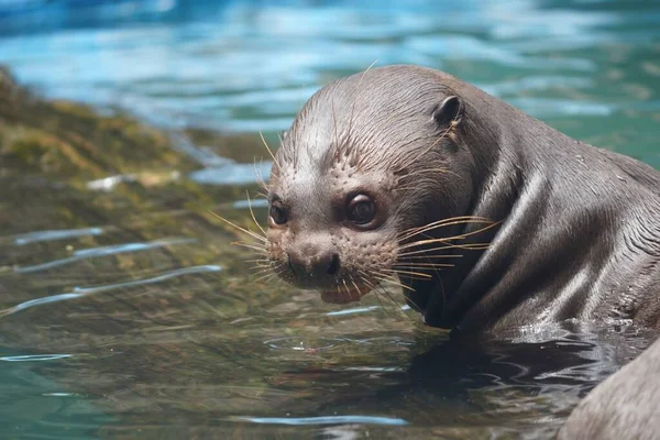 Retrato León Marino Agua — Foto de Stock