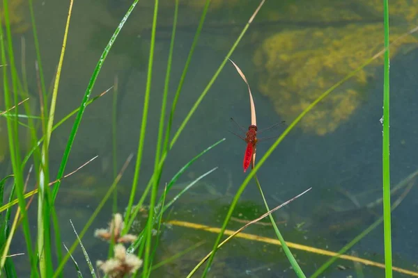 Beautiful Red Dragonfly Show Wings Detail Green Leaf Natural Background — Stock Photo, Image