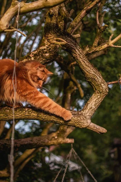 Lindo Gatito Jengibre Jugando Árbol Viejo Sambucus Nigra Jardín Rural — Foto de Stock