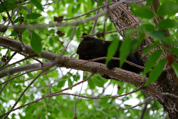 Nahaufnahme Eines Schwarzen Eichhörnchens Auf Dem Ast Eines Baumes — Stockfoto