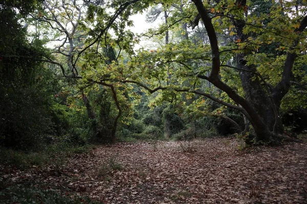 Las Dębami Zielonymi Krzewami — Zdjęcie stockowe