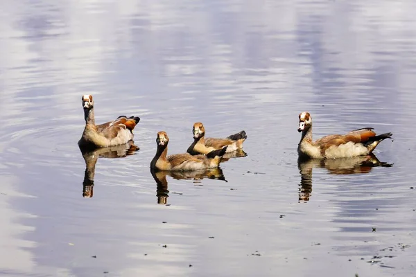 Belo Tiro Mallards Lagoa — Fotografia de Stock