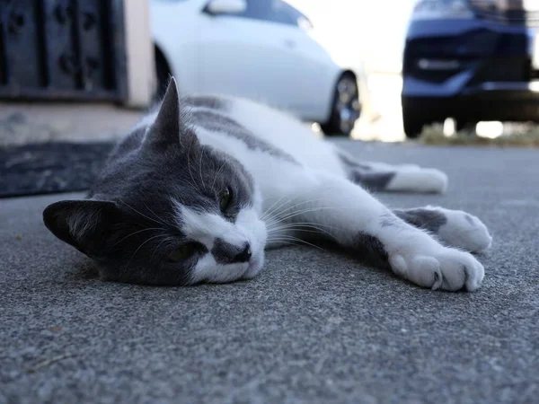 Detailní Záběr Rozkošné Domácí Krátkosrsté Kočky Odpočívající Stinném Chodníku — Stock fotografie