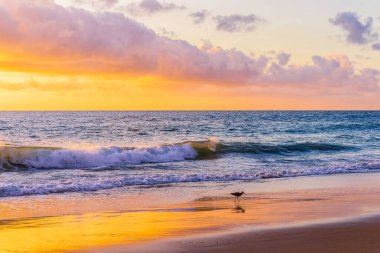 Sahilde gün batımında deniz dalgalarına karşı yürüyen bir kuşun manzarası.