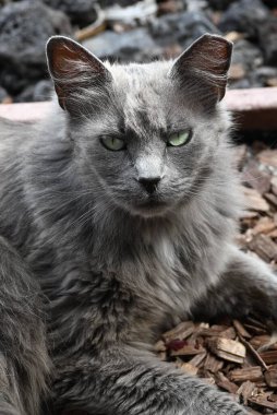 Kameraya bakan sevimli, evcilleştirilmiş gri Nebelung kedisi.