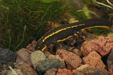 Soyu tükenmekte olan Japon denizaltısı Riu Kiu kılıç kuyruklu semender Cynops ensicauda 'ya yakın çekim.