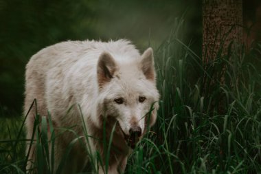 Çimlerin üzerinde yürüyen beyaz bir kurdun yakın plan çekimi.