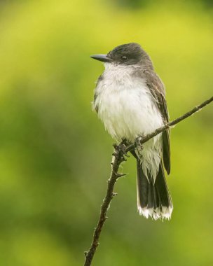 Doğu Kingbird bir dalda dinleniyor