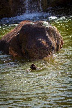 Sudaki kahverengi bir filin dikey görüntüsü.