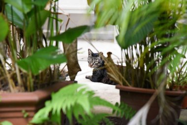 Saksıda yeşil bitkilere karşı yerde yatan bir kedinin seçici odak noktası