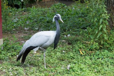 Belçika, Parc Paradisio 'daki Asyalı siyah boyunlu turna, Grus nigricollis' e yakın çekim