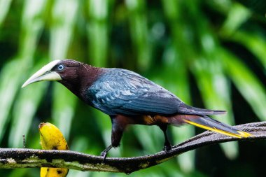 Dallara tünemiş kestane kafalı ya da açılır kapaklı sevimli bir fotoğraf.