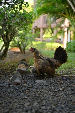 Princeville, Kauai, Hawaii 'de genç bir piliçle bir tavuğun dikey yakın çekimi.