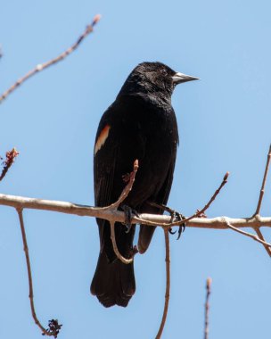 Bir dala konmuş kırmızı kanatlı bir karatavuğun dikey görüntüsü.