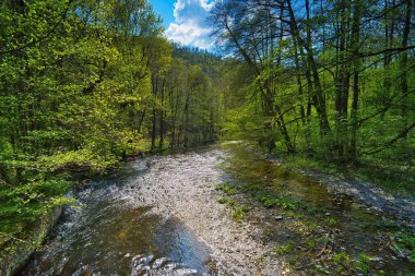 Güneşli bir günde, Thuringian ormanındaki dağ nehrinin manzarası.