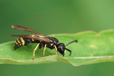 Bahçede yeşil bir yaprağın üzerinde oturan Ancistrocerus nigricornis 'in yeşil bir arka planı var.
