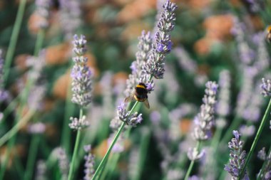 Mor çiçekleri tozlaştıran yaban arısının yakın çekimi.