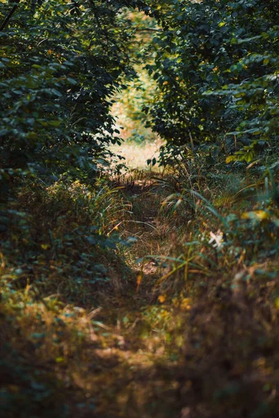 晴れた日には緑の芝生と低木の間の歩道の垂直ショット — ストック写真