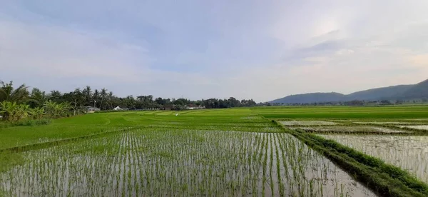 Semis Riz Frais Plantés Dans Eau Réfléchissante Une Rizière Kulon — Photo