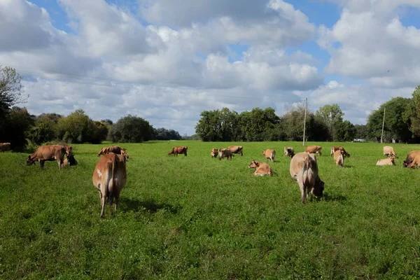Grupo Vacas Jérsei Pastando Jersey Dairy Cow Farm Buenos Aires — Fotografia de Stock