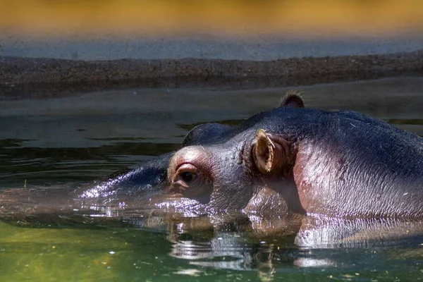 Primer Plano Hipopótamo Descansando Agua — Foto de Stock