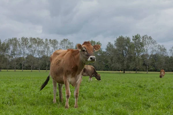 A standing jersey cow in Jersey Dairy Cow Farm with meadows in Buenos Aires