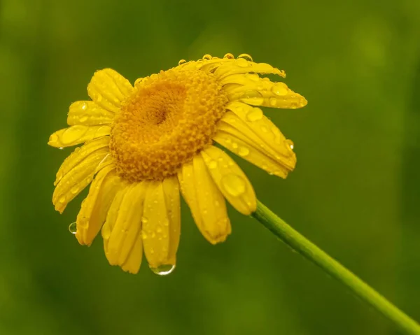 Желтый Цветок Капельками Дождя Зеленым Фоном — стоковое фото